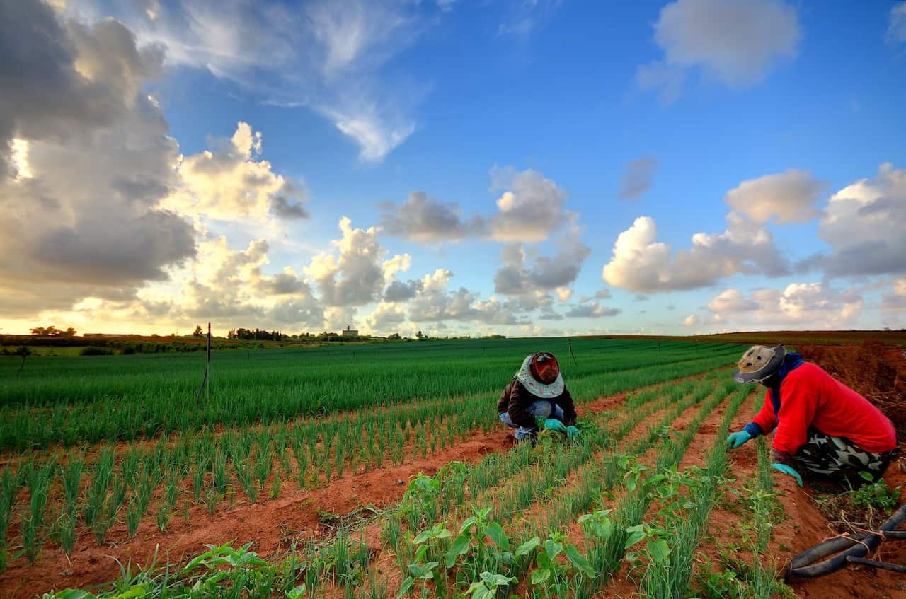 Australia's agricultural sector has been criticised for the way it has treated migrant workers.
