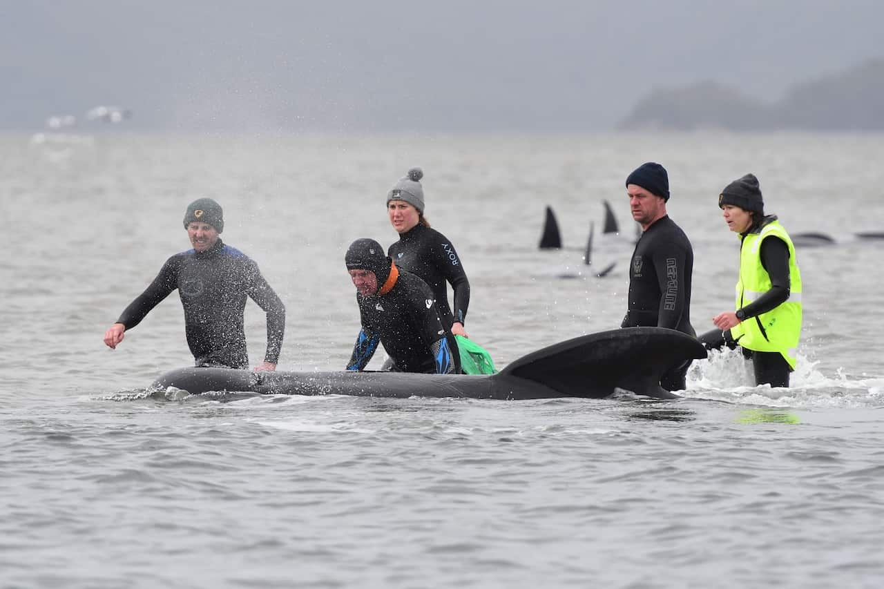 About 270 whales were discovered trapped on sandbars on Monday.