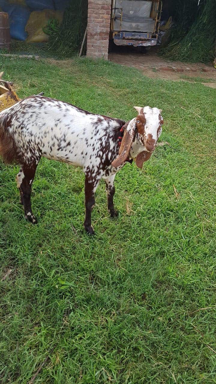 The photo that made Abdul Mateen very nostalgic. 