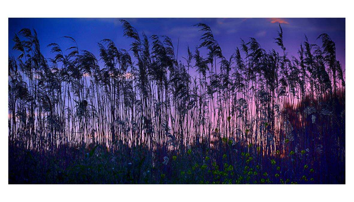 grass sunset