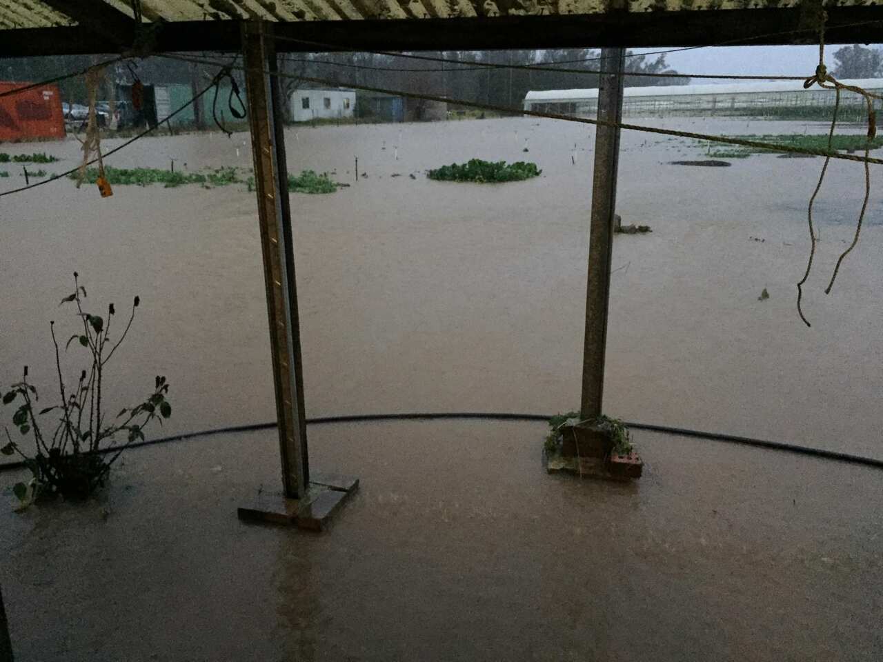 Mr. Zhou had his vegetable garden completely flooded