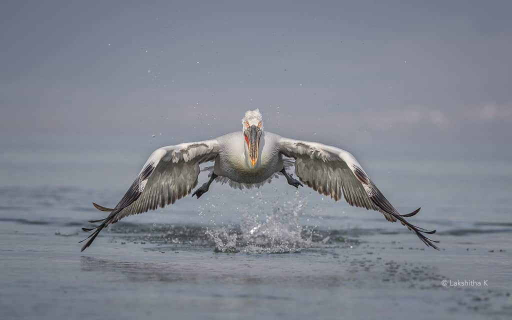 Sri Lankan Wildlife Photographer Lakshitha Karunarathne.
