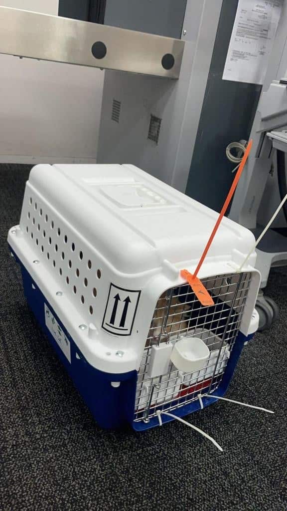 Importing Pet from HK