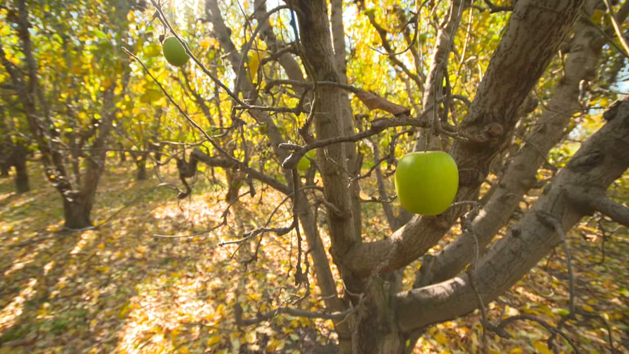The end of the apple season in the Goulburn Valley