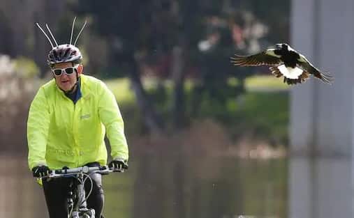 Cyclists are particularly at risk of swooping magpies.