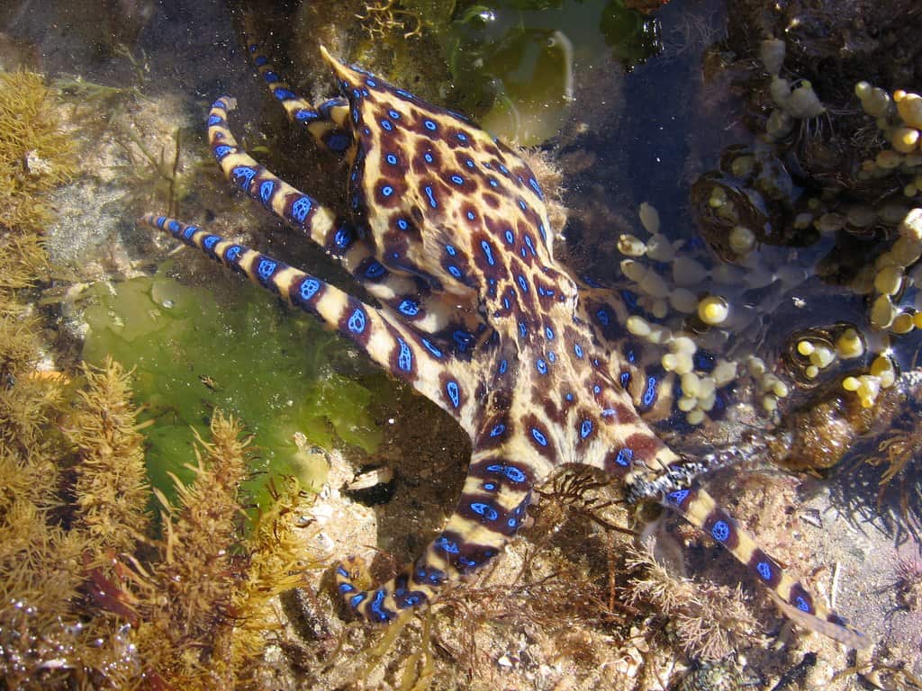 blue ring octopus is one of the venomous creatures