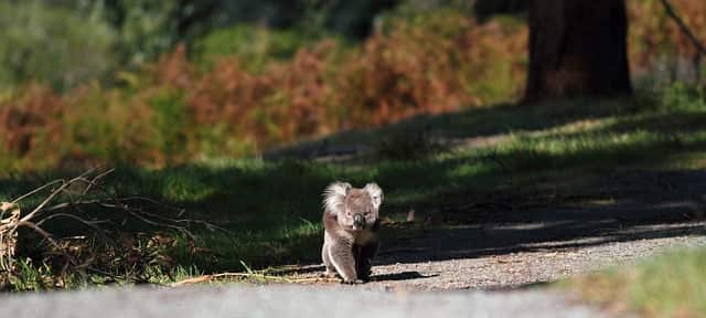 Koala walking on road
