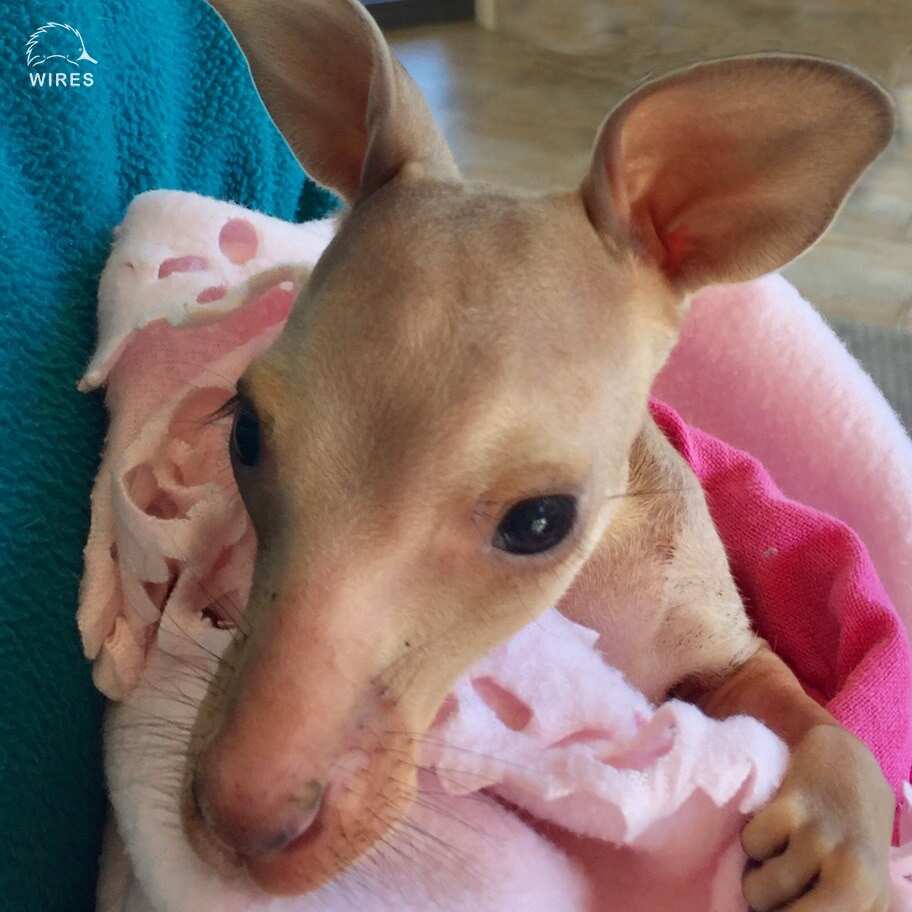 One of the surviving joeys.