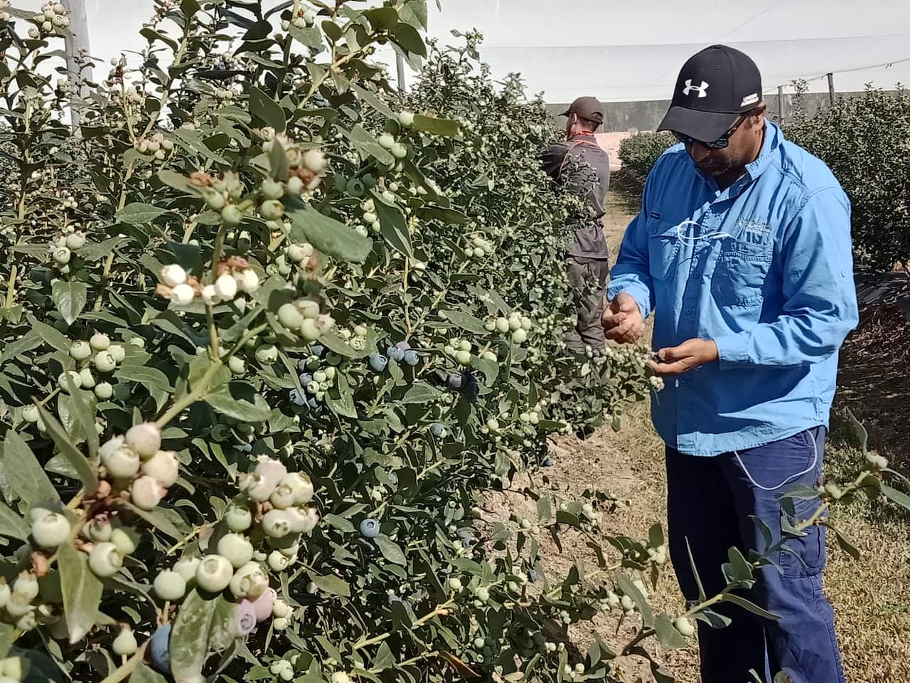 Devastating drought affecting coastal farms