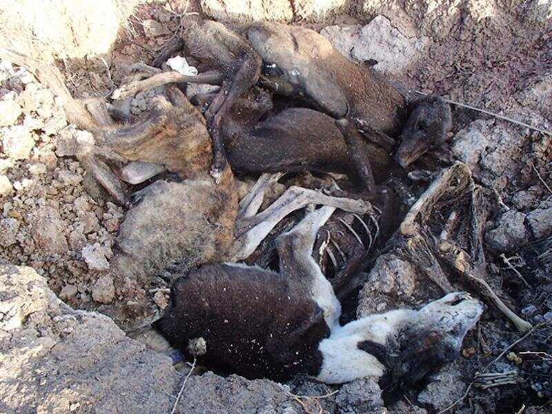 Nine Greyhounds found in a mass grave