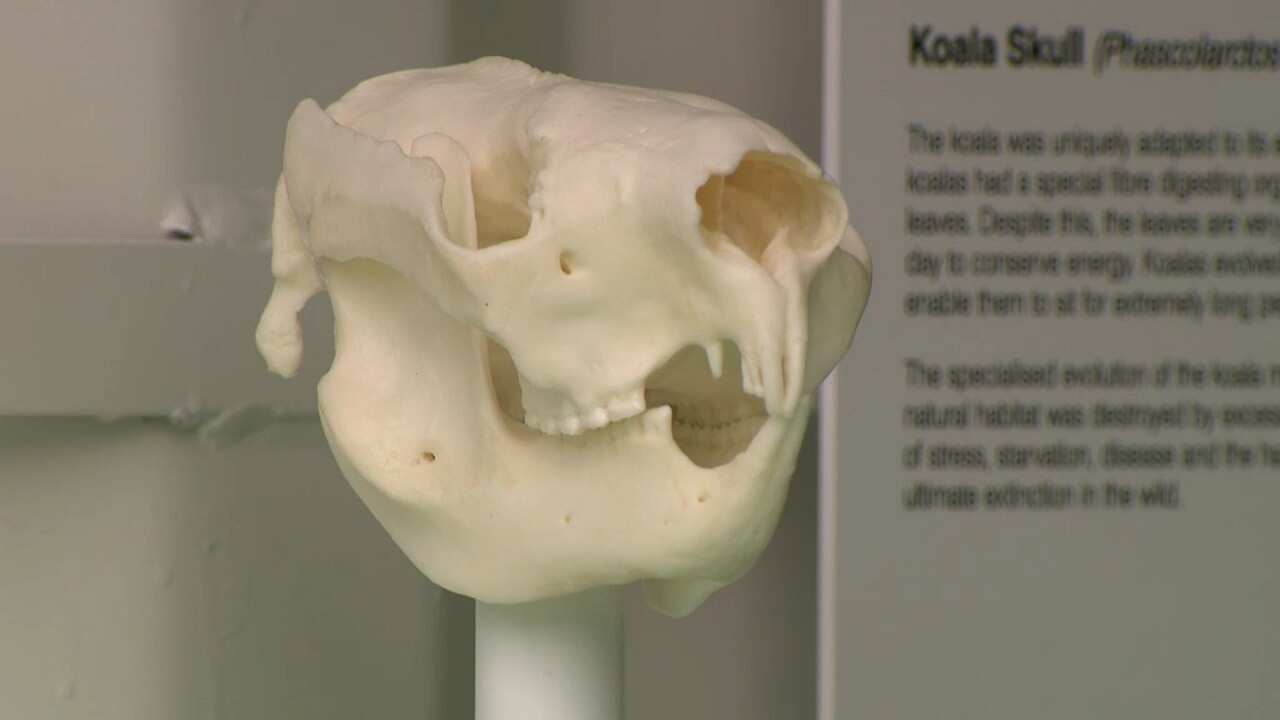 A skull of an "extinct" koala at the exhibition.