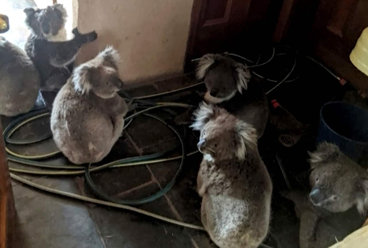 Koalas sit inside a home in Cudlee Creek, South Australia, after being rescued from fires outside.