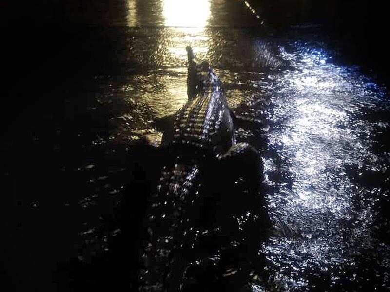 A crocodile in front of a Mundingburra residence