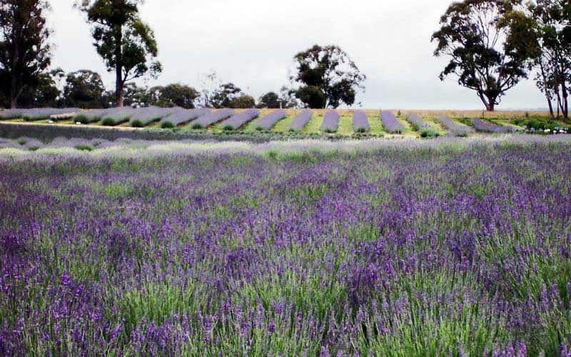 Aloomla Lavender Lindesay