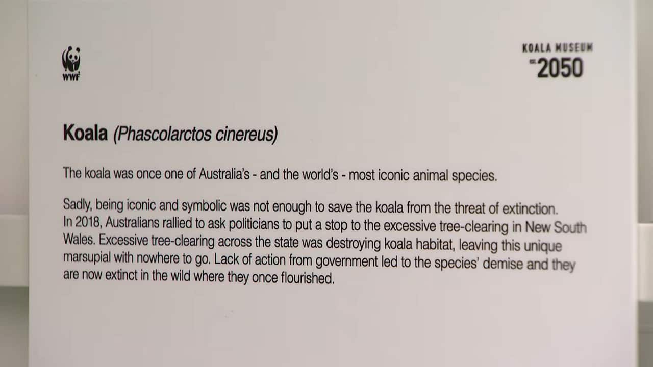 WWF Australia has imagined a future without koalas.
