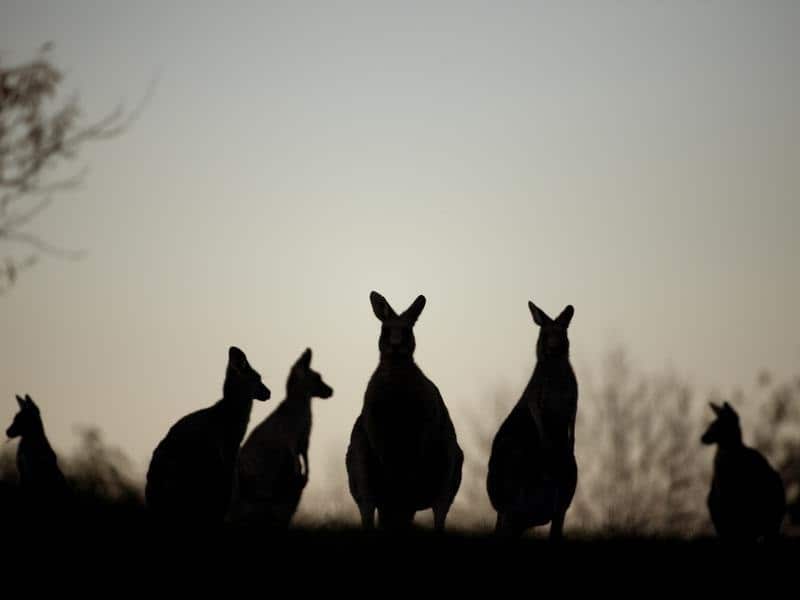 Kangaroos