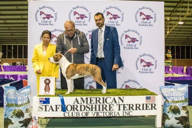 covid 19, coronavirus, dog breeder, amstaff