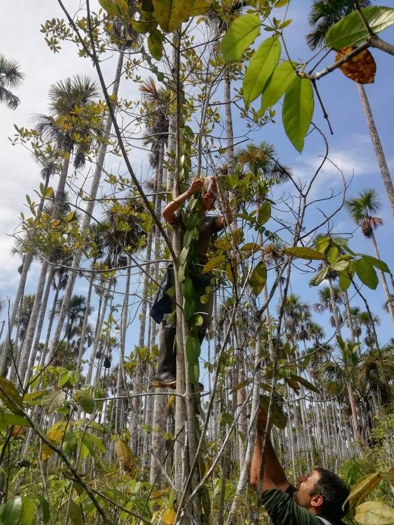 Daniela and Andrea observing vanilla orchids