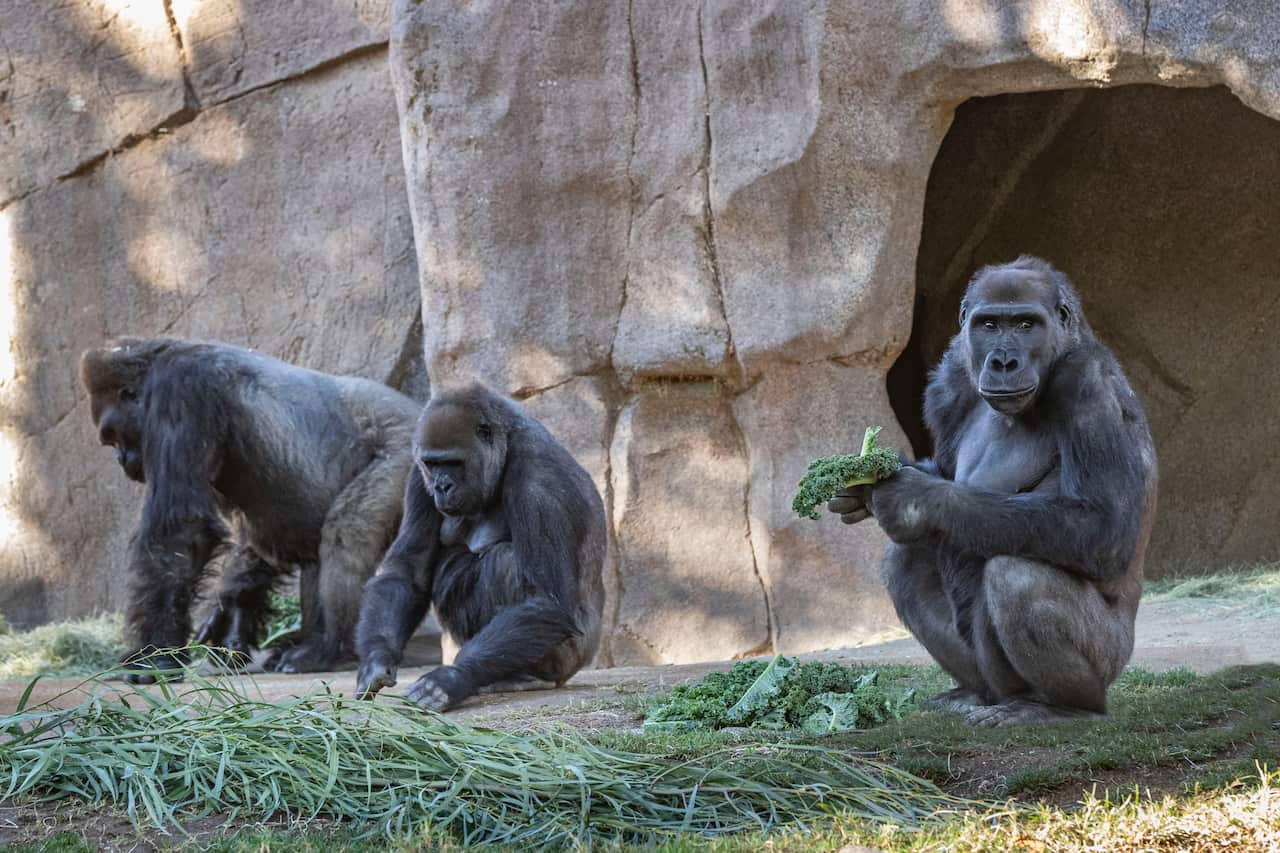 Members of the gorilla troop are seen in their habitat on January 10, 2021 at the San Diego Zoo Safari Park