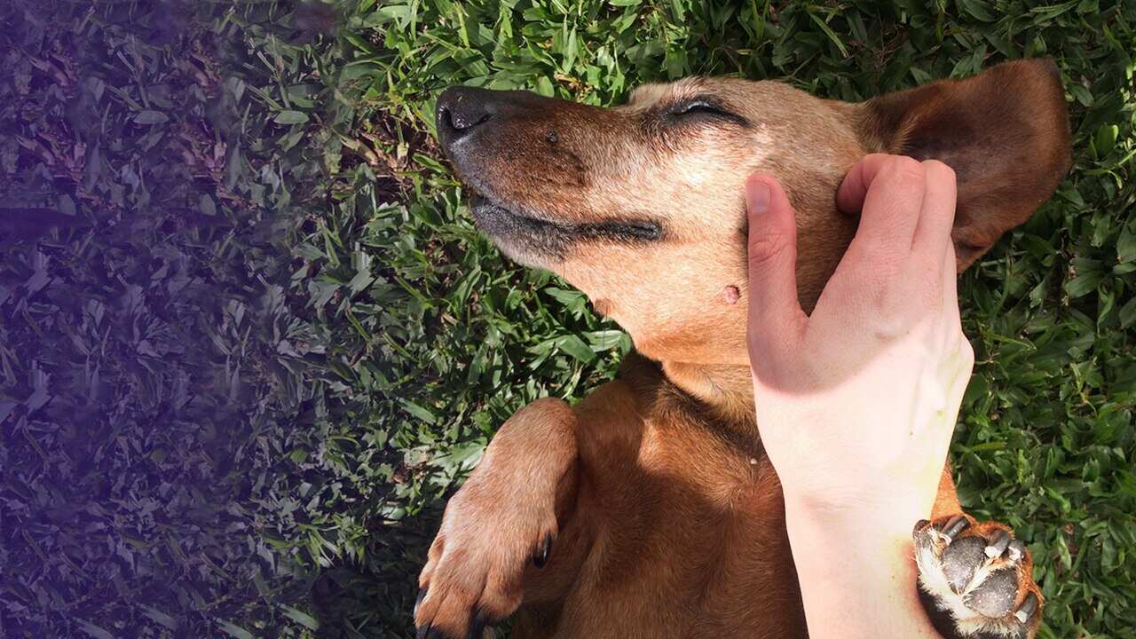 Dog getting a pat