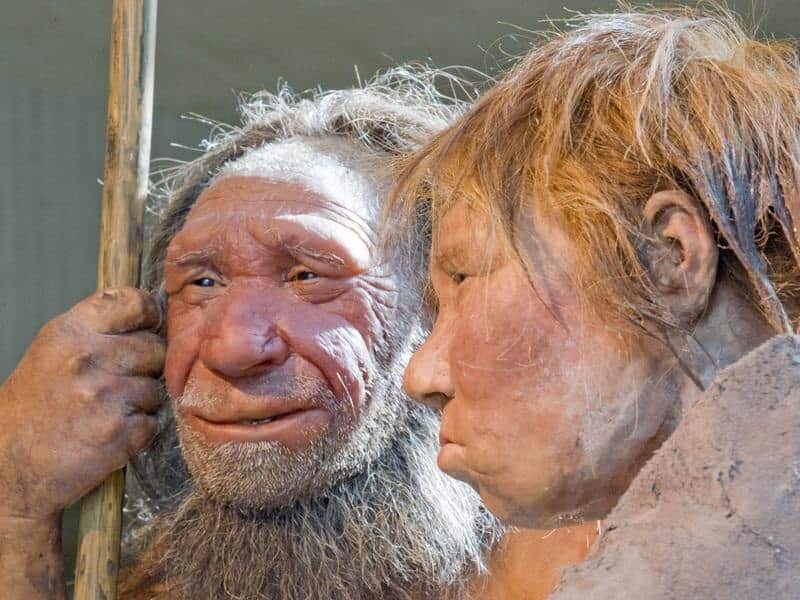 Neanderthals