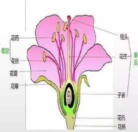 花的基本结构