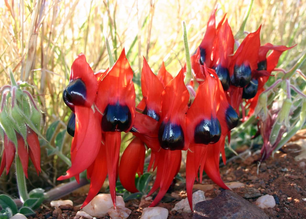 Sturt Desert Pea