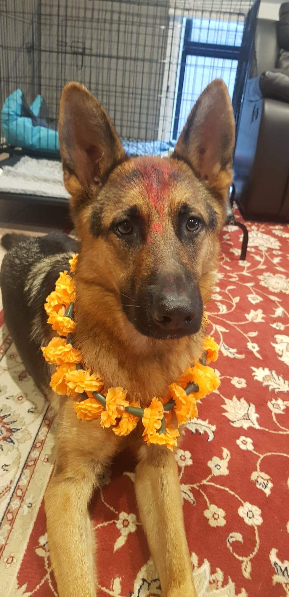 Melbourne resident Bhim Neupane's German Shepherd Bruce.