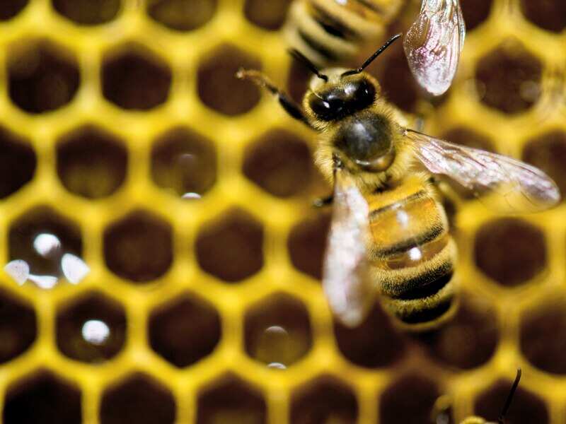 Rising honey prices has given Capilano a significant profit boost during the six months to December. 