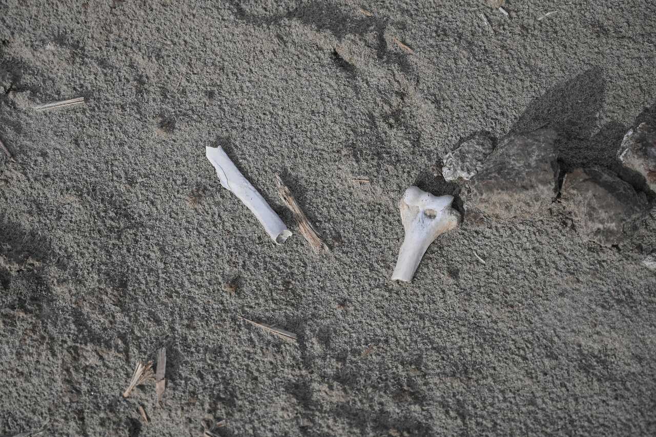 Bones are discovered at the site where a Uighur cemetery once stood at Shayar in the region of Xinjiang.