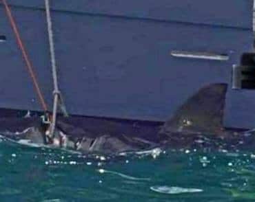 Tiburón blanco capturado en Maroubra