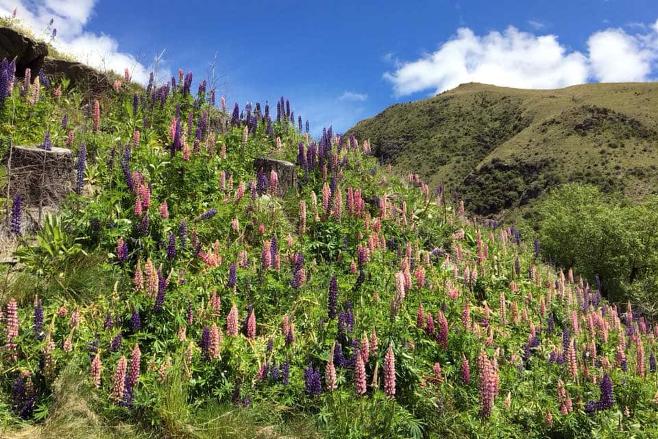 Hoa Lupin nở vào mùa Xuân khoảng tháng 11 tại New Zealand, rất đẹp và mọc kín cả đồi.