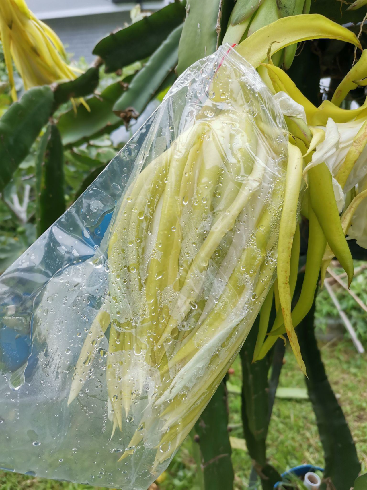 用塑料袋把授粉后的花套好