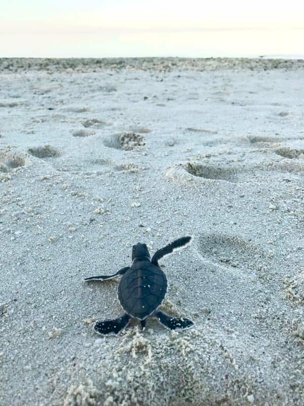 Heron Island is home to over 4,000 turtles that live on the reef all year round