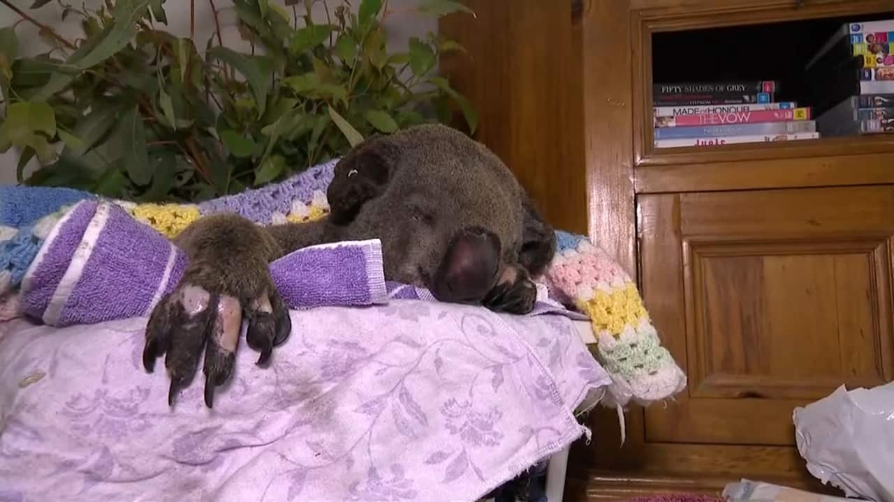 An injured koala with razed hands from the bushfires
