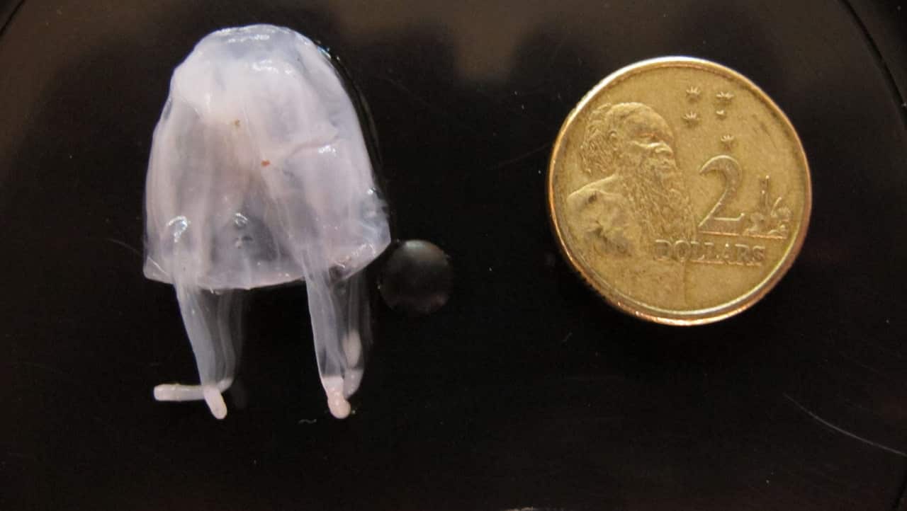 An irukandji jellyfish.