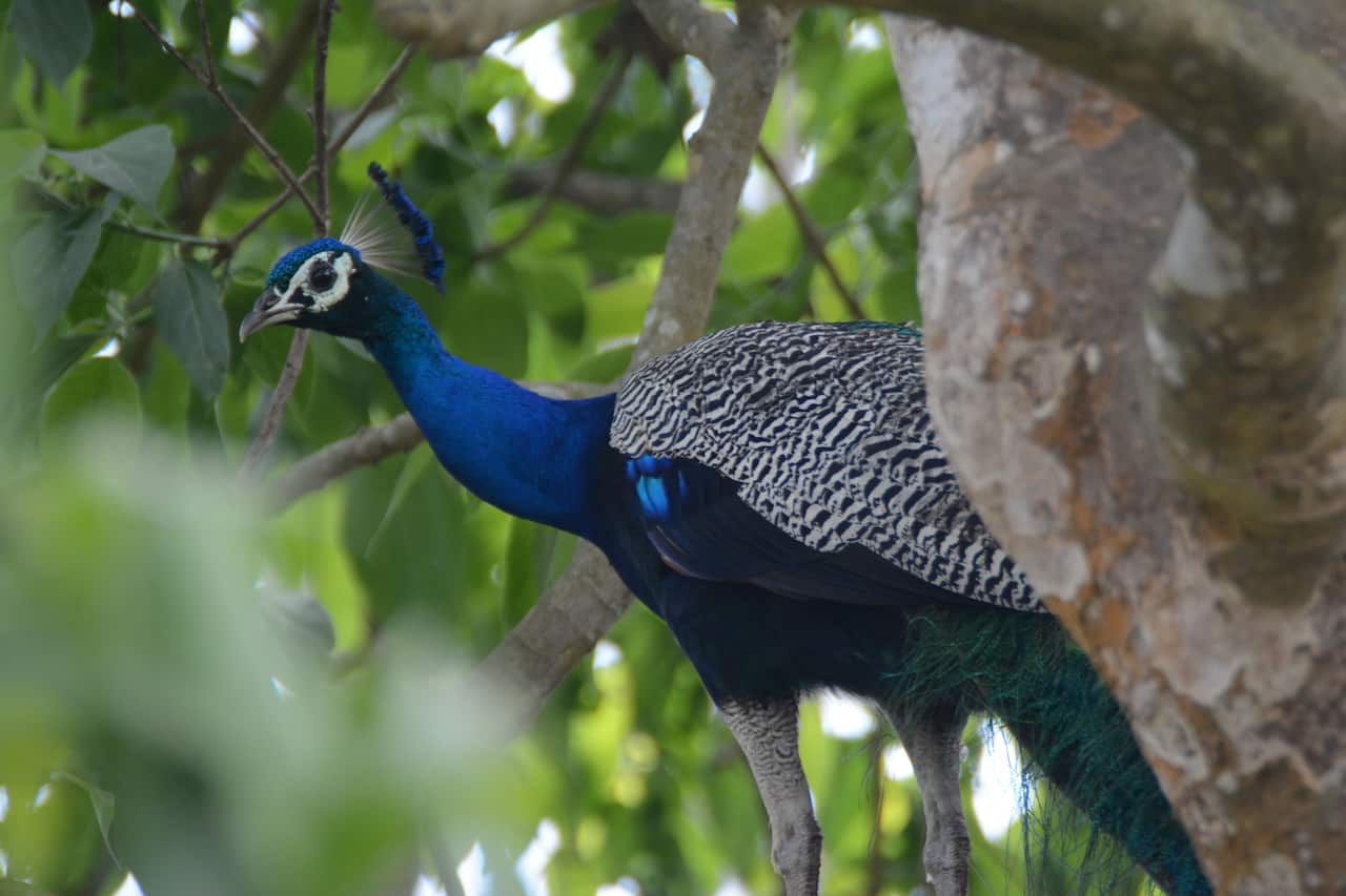 Peacock at Chitwan National Park in Nepal