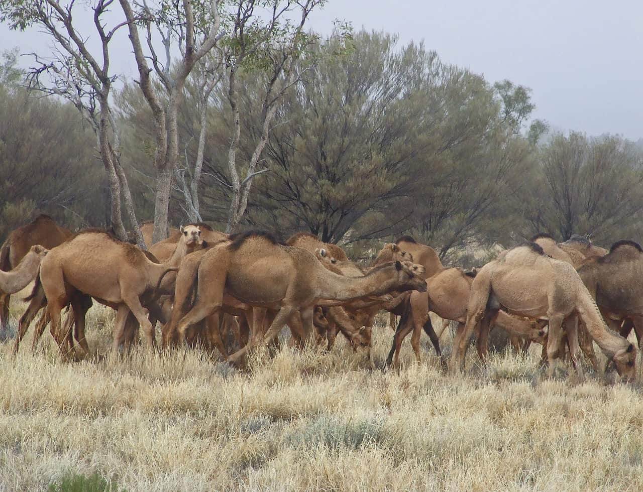 Thousands of wild camels to be shot dead in remote part of Australia
