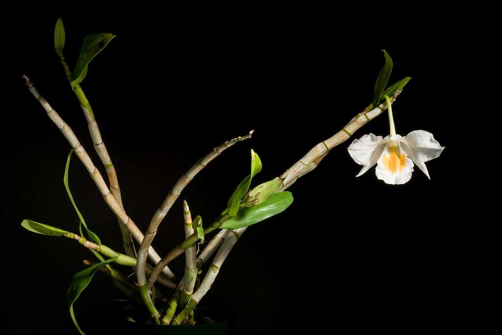  Dendrobium formosum [Sindhuli, Nepal] Orchid 