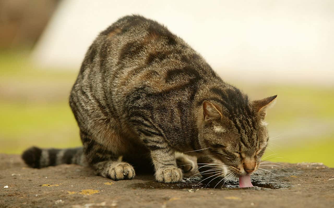 A feral cat drinking from a puddle.