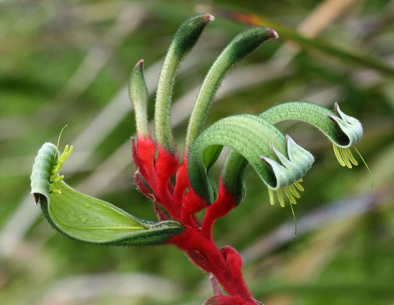 Mangles Kangaroo Paw