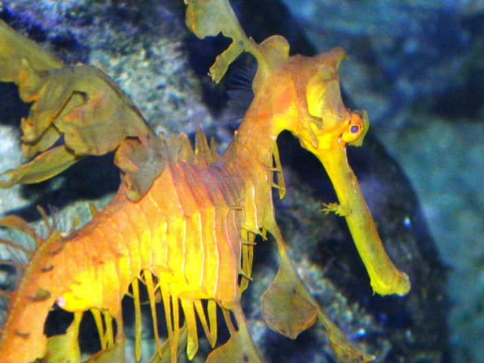 Macedonian Photography