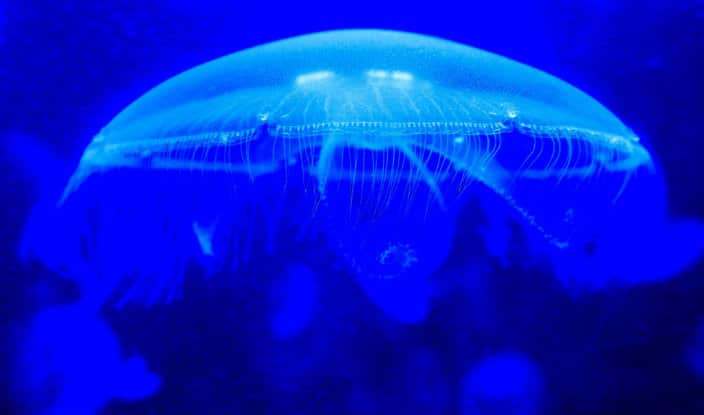 Macedonian Photography