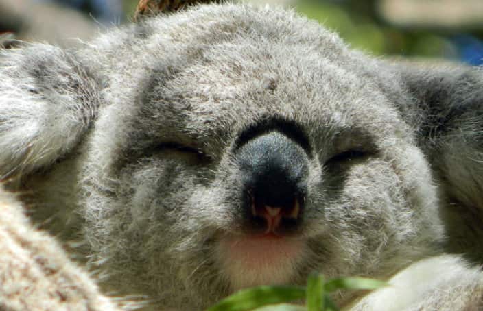 Macedonian Photography