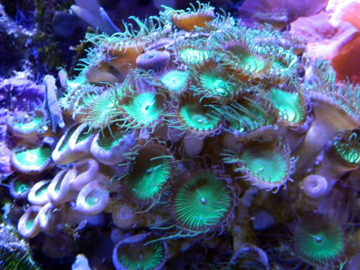 Macedonian Photography