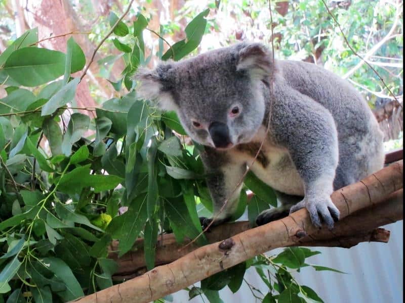 A koala on a tree branch