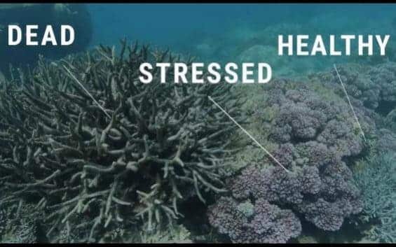A diagram showing the difference between stressed, dead and healthy coral 