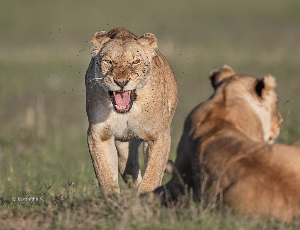 Sri Lankan Wildlife Photographer Lakshitha Karunarathne.