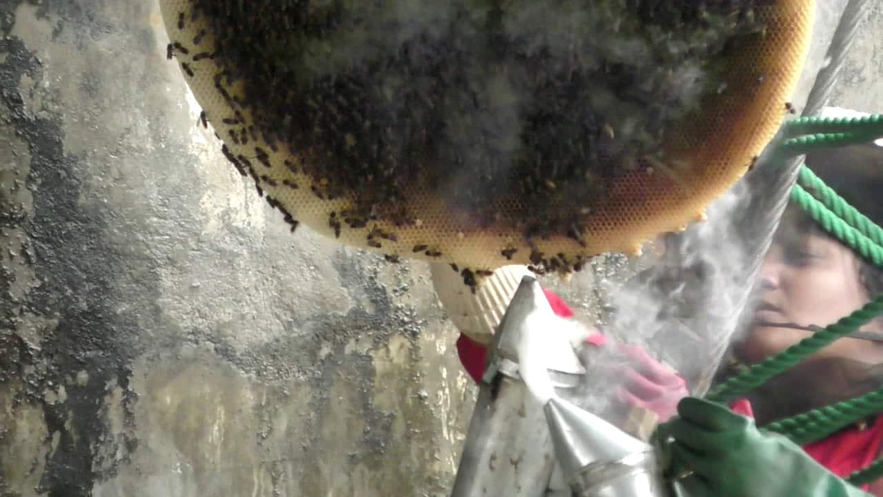 Removal of wasps on Victoria Dam.