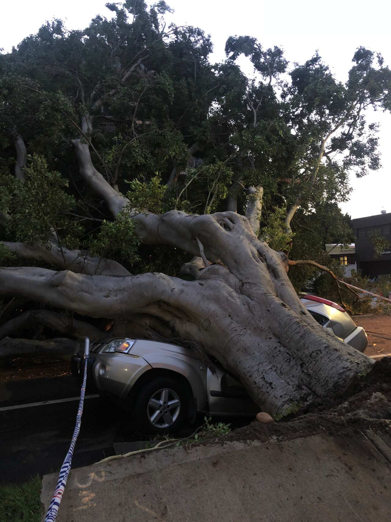 A car got crushed by a tree in Bondi's Ocean Street during the wild storm.